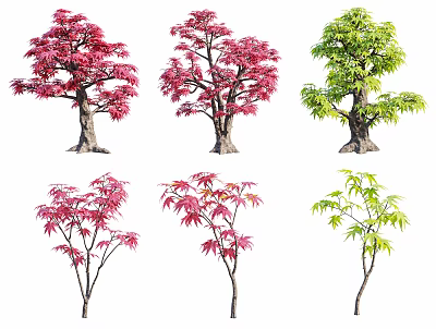 Modern Tree Red Maple 3d model