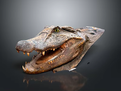 Detailed Fossilized Crocodile Skull With Open Mouth And Sharp Teeth 3d model