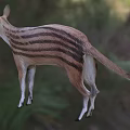 Striped Reptile With Brown Body Standing In Natural Habitat Open Mouth Pose