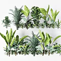 Different Types of Green Plants For Indoor Home Decoration And Design