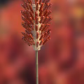 Red Grilled Shrimp Skewers Arranged On Bamboo Sticks For Serving
