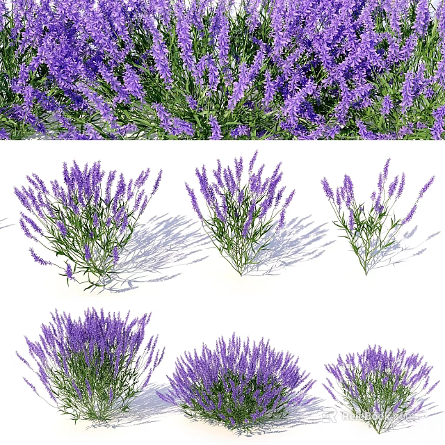 Purple Lavender Ornament Decoration Set For Home Tabletop Natural Style Decor 3d model 