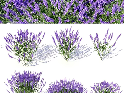 Purple Lavender Ornament Decoration Set For Home Tabletop Natural Style Decor 3d model