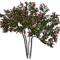 Modern Tree Landscape Tree 3d model