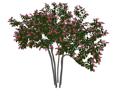 Ornamental Tree with Pink Flowers and Green Leaves Multiple Trunks in Garden 3d model