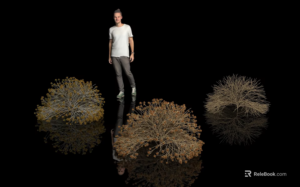 Dried Shrubs In Different Shapes With Yellow Brown Foliage And Reflection On Black Background 3d model 