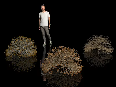 Dried Shrubs In Different Shapes With Yellow Brown Foliage And Reflection On Black Background 3d model