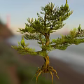 Lush Green Arbor with Exposed Roots Against Scenic Coastal Sunset Background