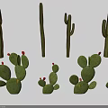Green Cactus Plants With Tall Stems Flat Pads and Red Fruits in Various Sizes