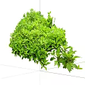 Lush Green Shrubs With Dense Foliage For Natural Garden Landscaping