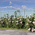Vibrant Pink Roses Blooming Beside Green Fence Under Blue Sky With White Clouds