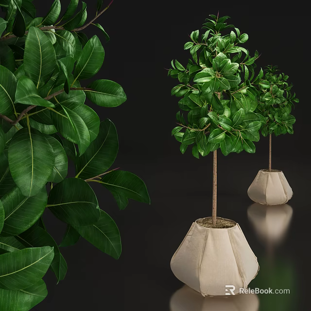 Decorative Potted Bonsai Plants With Lush Green Leaves And White Pots 3d model 