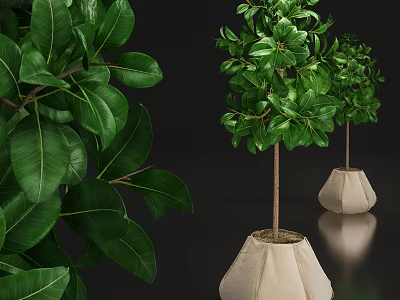 Decorative Potted Bonsai Plants With Lush Green Leaves And White Pots 3d model