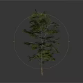 Isolated Green Needle Tree With Slender Trunk And Natural Branch Distribution Against White Background