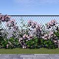 Beautiful Pink Flowers Climbing On Wire Mesh Fence With Green Grass And Woven Flower Basket