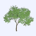 Lush Green Arbor With Foliage And Single Trunk Beside Woman Silhouette On White Background
