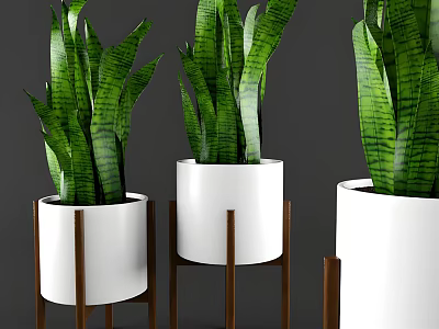 Bonsai Potted Plants With Green Striped Leaves In White Pots On Wooden Stands 3d model
