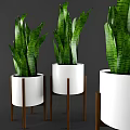 Bonsai Potted Plants With Green Striped Leaves In White Pots On Wooden Stands