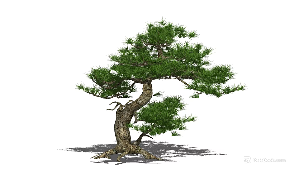 Pine Tree With Curved Trunk Green Foliage And Exposed Roots Isolated On White Background 3d model 