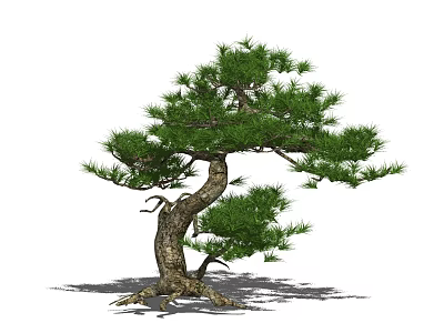 Pine Tree With Curved Trunk Green Foliage And Exposed Roots Isolated On White Background 3d model