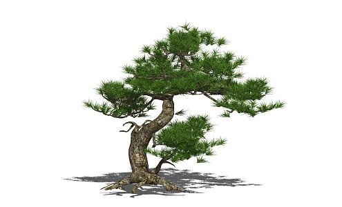 Modern Pine PoHan Pine 3d model