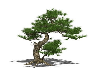 Modern Pine PoHan Pine 3d model