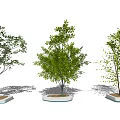 Outdoor Tree Planters Showcasing Various Tree Species and Modern Design Features 3d model