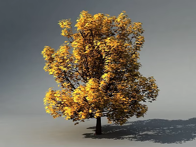 Golden Leaf Deciduous Arbor with Autumn Foliage and Dark Trunk Shadow 3d model