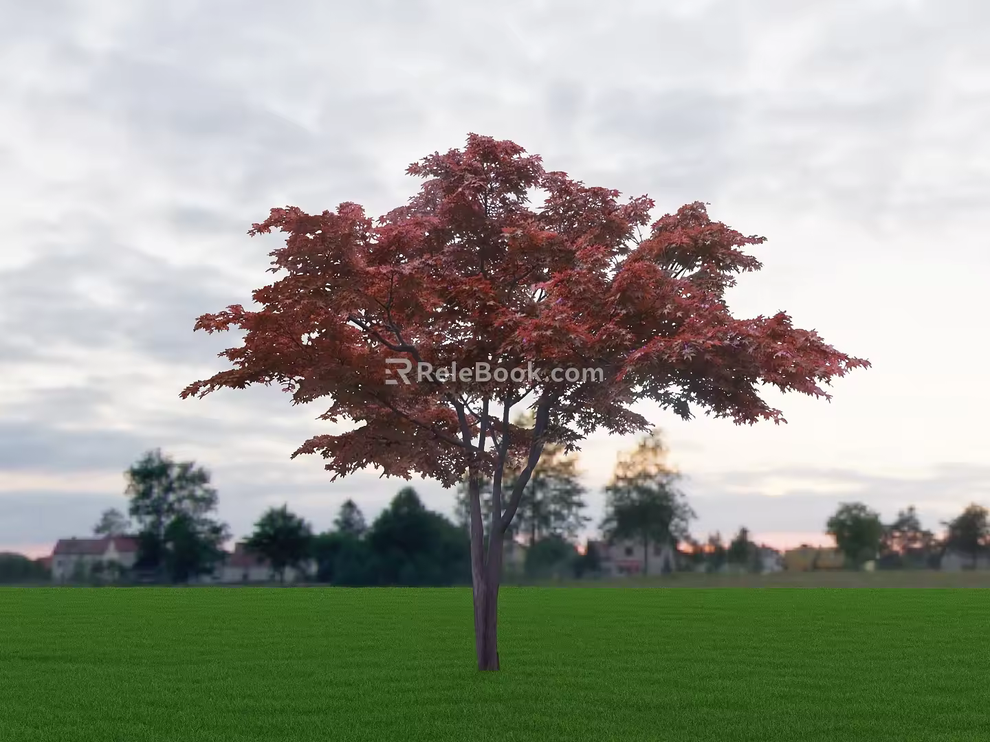 red maple tree 3d model
