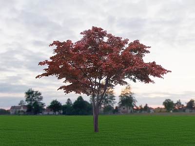 red maple tree model