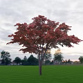 red maple tree 3d model