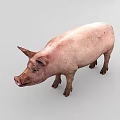 Pink Domestic Pig Standing On Gray Background With Natural Skin Texture 3d model