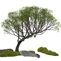 Modern landscape tree partial crown tree courtyard arbor courtyard sketch 3d model