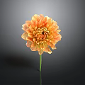 Vibrant Orange Dahlia Flower With Multiple Layers Of Petals And Green Stem Against Dark Background