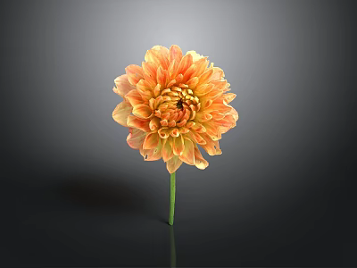 Vibrant Orange Dahlia Flower With Multiple Layers Of Petals And Green Stem Against Dark Background 3d model