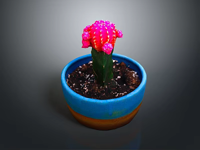 Pink Cactus with Colorful Clusters in Blue Pot with Brown Base and Soil 3d model