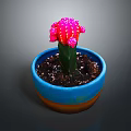 Pink Cactus with Colorful Clusters in Blue Pot with Brown Base and Soil