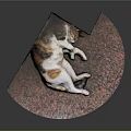 Curled Up Cat Resting In Corner With Pink Walls And Red Floor