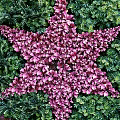 Decorative Living Plant Wall With Purple Star Shaped Design And Colorful Foliage
