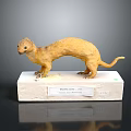 Siberian Weasel Mustela Sibirica Model Display Standing On White Base