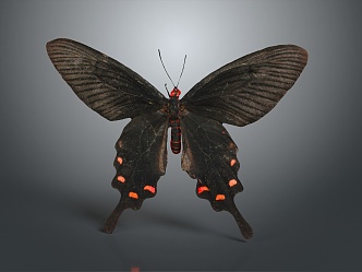 Modern Butterfly Black Butterfly Colored Butterfly Tiger Spot Butterfly 3d model