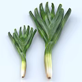 Organic Green Onions Large And Small With White Stems On White Background