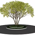 Modern Tree Pool Landscape Trees 3d model