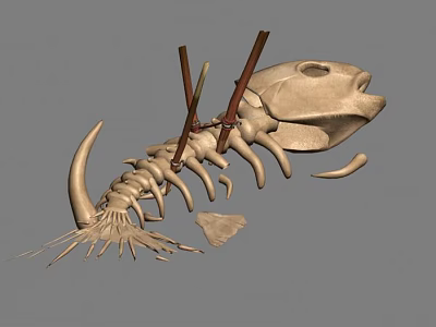 Detailed Fish Skeleton Anatomical Structure With Wooden Support Sticks And Rib Bones 3d model