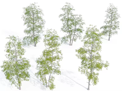 Tall Birch Trees With Lush Green Foliage And Distinct White Trunks In Natural Landscape 3d model