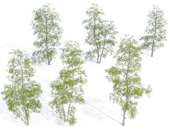 Street Trees Plants Green Plants Shrubs Flowers Bird's Eye View Trees Landscape Trees Wild Plants Landscape 3d model