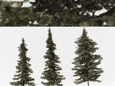 Three Coniferous Trees of Various Heights with Green Pine Needles and Pine Cones 3d model