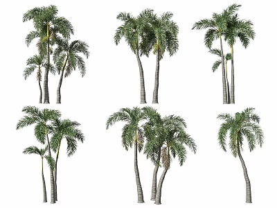 Tall Palm Trees With Feathery Fronds In Various Growth Forms For Landscape 3d model