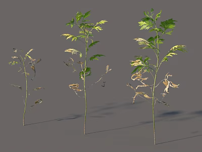 Different Growth Stages of Plants with Healthy Green and Wilted Yellow Leaves in Studio 3d model