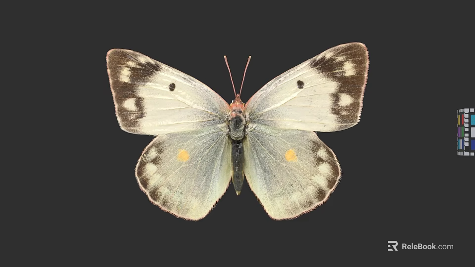 Beautiful White Butterfly With Brown Edges Spots And Yellow Dots On Wings Against Black Background 3d model 